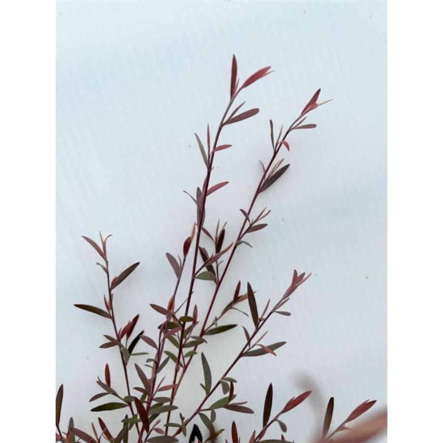 ブラックティーツリー　ボルケーノ　約1.6ｍ　現品発送　１本株　特大植木苗木　常緑樹　レプトスペルマム　メディカルツリー　送料無料 