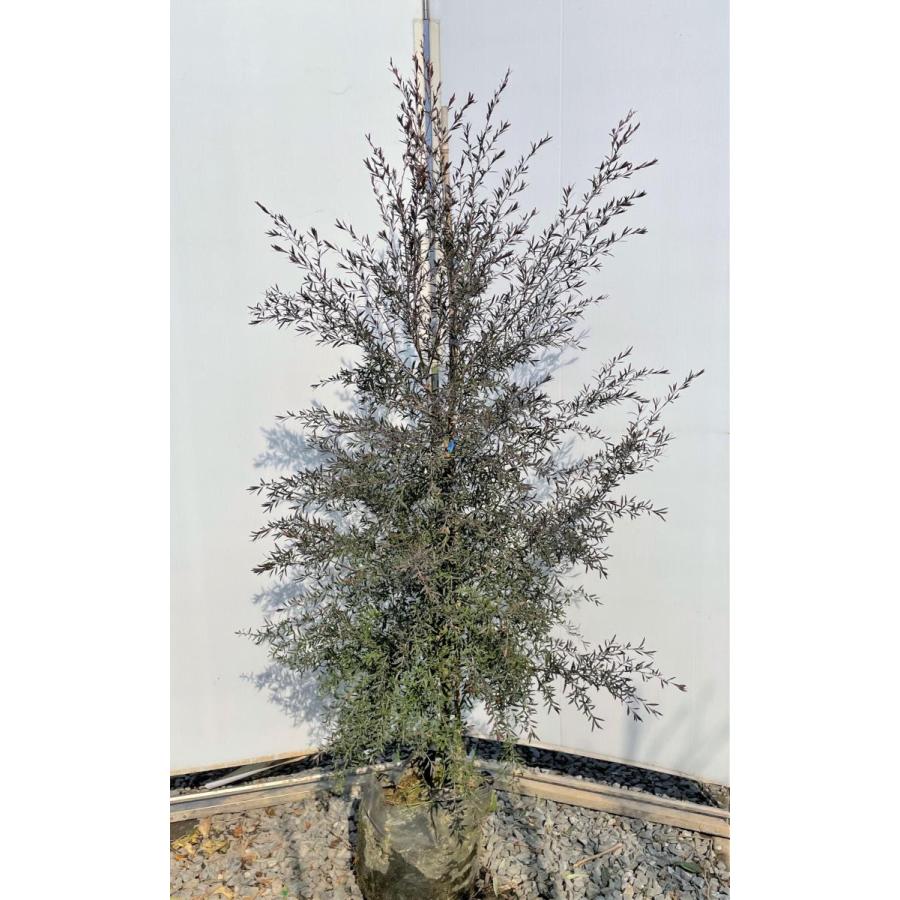 ブラックティーツリー　ボルケーノ　約1.6ｍ　現品発送　１本株　特大植木苗木　常緑樹　レプトスペルマム　メディカルツリー　送料無料