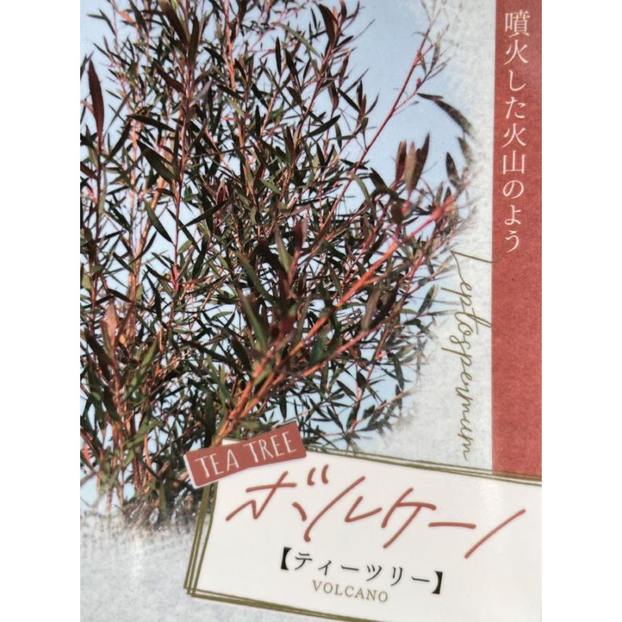ブラックティーツリー　ボルケーノ　約1.6ｍ　現品発送　１本株　特大植木苗木　常緑樹　レプトスペルマム　メディカルツリー　送料無料 常緑樹 N1228136357(11687円)