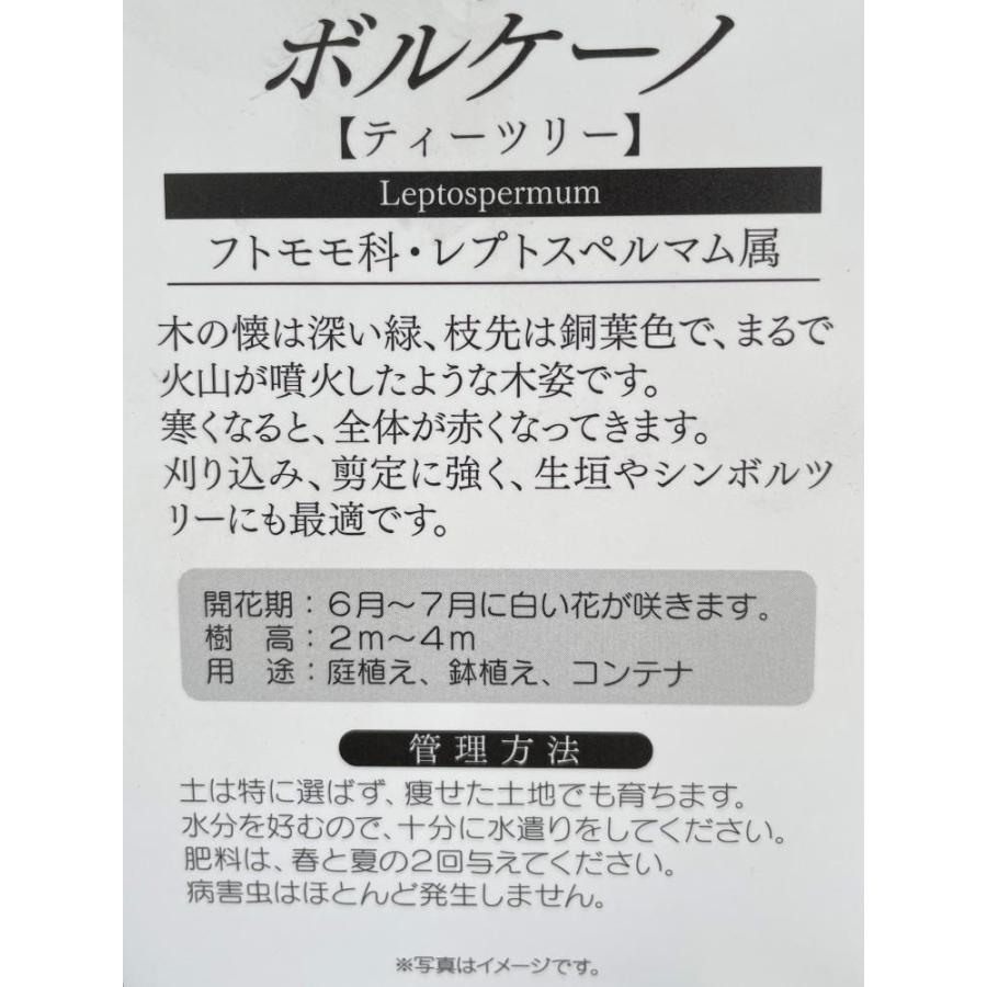 ブラックティーツリー　ボルケーノ　約1.6ｍ　現品発送　１本株　特大植木苗木　常緑樹　レプトスペルマム　メディカルツリー　送料無料 常緑樹 N1228136357(11687円)