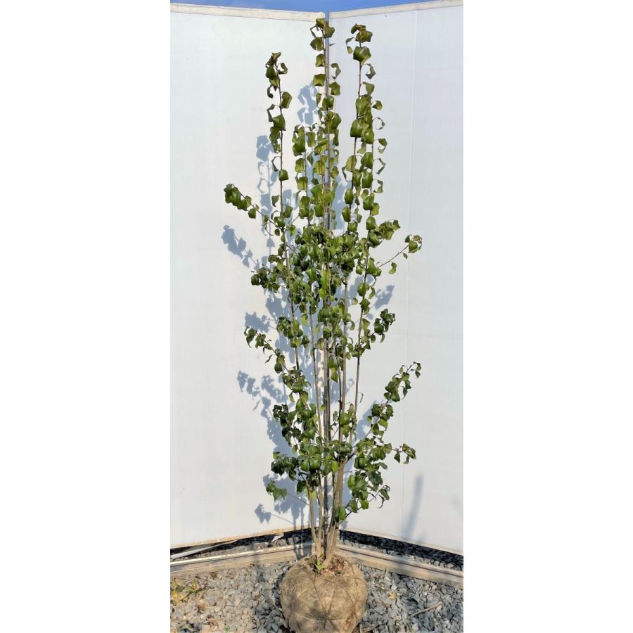 ソヨゴの木　５本株立ち　約1.9m　現品発送　美樹形株　特大株　植木苗木　赤い実が成る木　常緑樹　送料無料