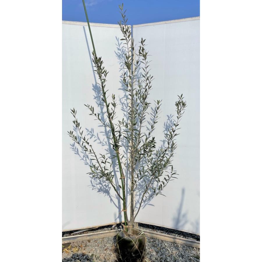 オリーブの木 シプレッシーノ 株立ち 約２m 現品発送 特大株 植木苗木大苗 チプレッシーノ 常緑樹 送料無料 chipre18k3 大福樹苗園 通販 Yahoo ショッピング