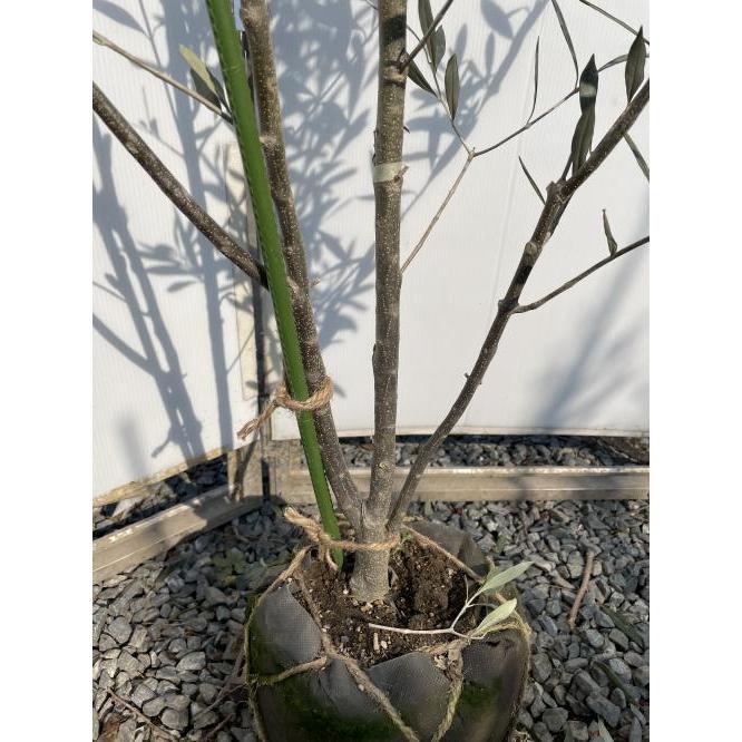 オリーブの木　シプレッシーノ　株立ち　約２m　現品発送　特大株　植木苗木大苗　チプレッシーノ　常緑樹　送料無料 