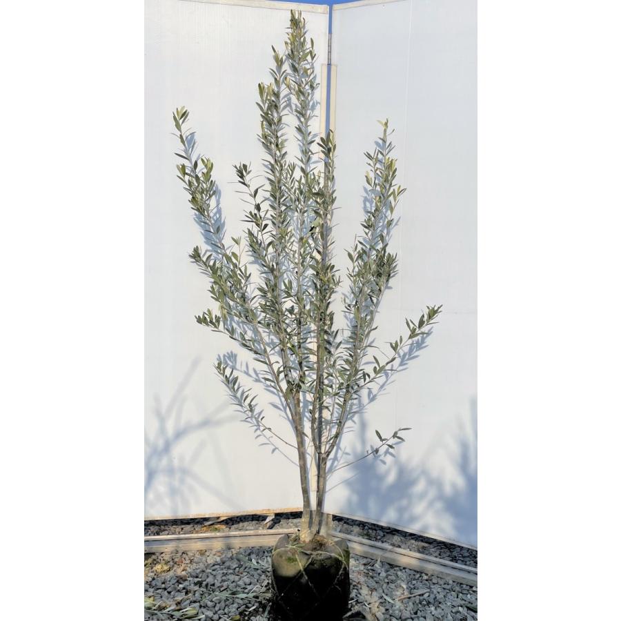 納期152ヶ月 オリーブの木 シプレッシーノ 株立ち 約1 9m 現品発送 特大株 植木苗木大苗 チプレッシーノ 常緑樹 送料無料 少し訳あり Jerad Org