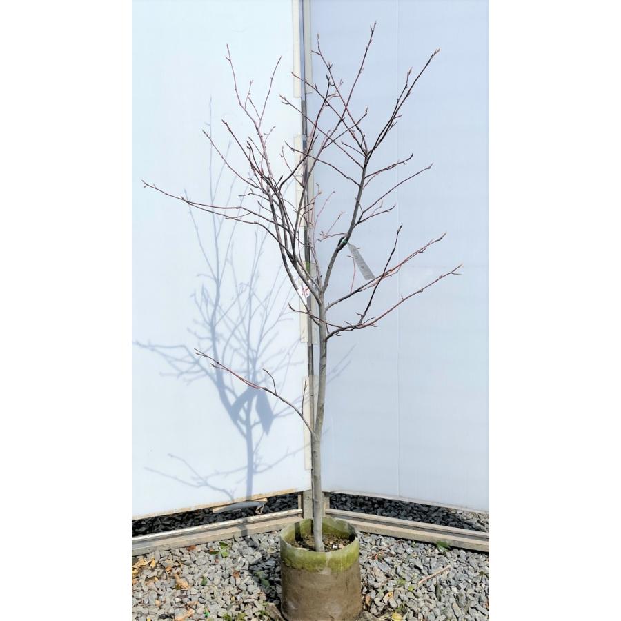 ジューンベリー　バレリーナ　約1.6ｍ　現品発送　大実品種　超特大株　ブルーベリーの様な果実　送料無料