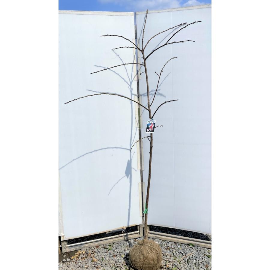 しだれ源平花桃　約２ｍ　現品発送　特大株　植木苗木大苗　源平しだれ花桃　源平シダレ桃　３色咲き　希少種　送料無料