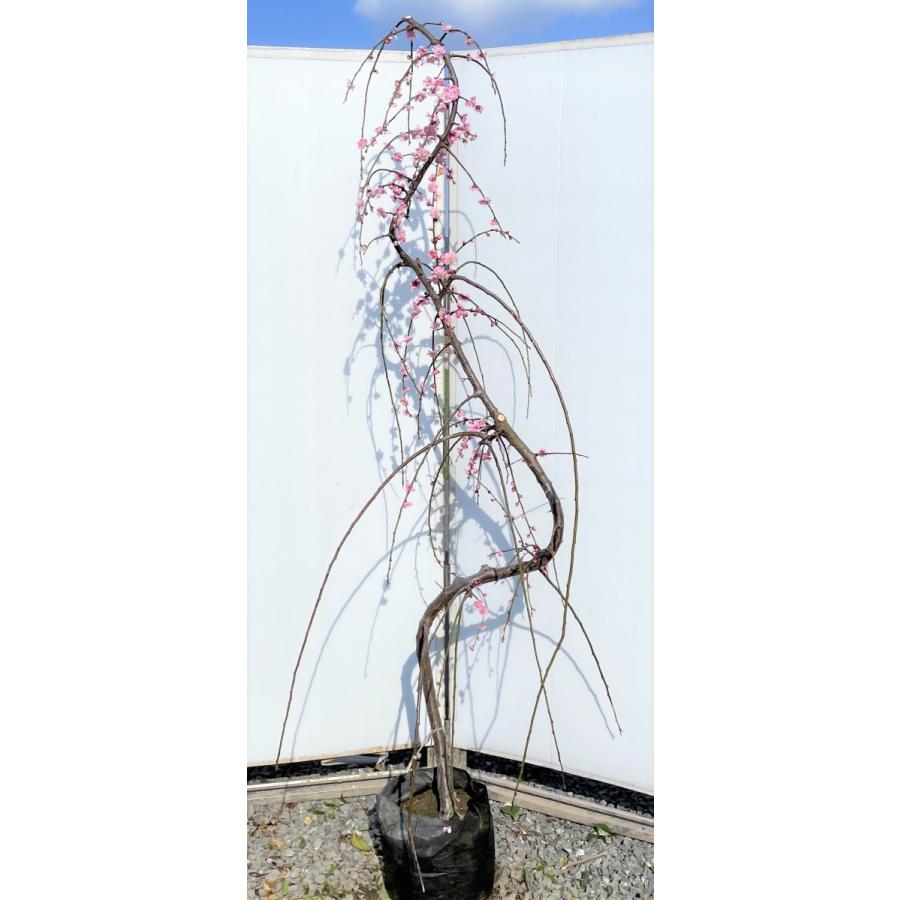 しだれ梅 ピンク花 約1.9m 現品発送 美樹形株 特大植木苗木 枝垂れ梅 送料無料 : 大福樹苗園 - 通販 - Yahoo!ショッピング