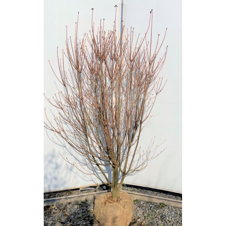 ミツバツツジ 株立ち 約1.6m 現品発送 一点物 豪華株株 植木苗木