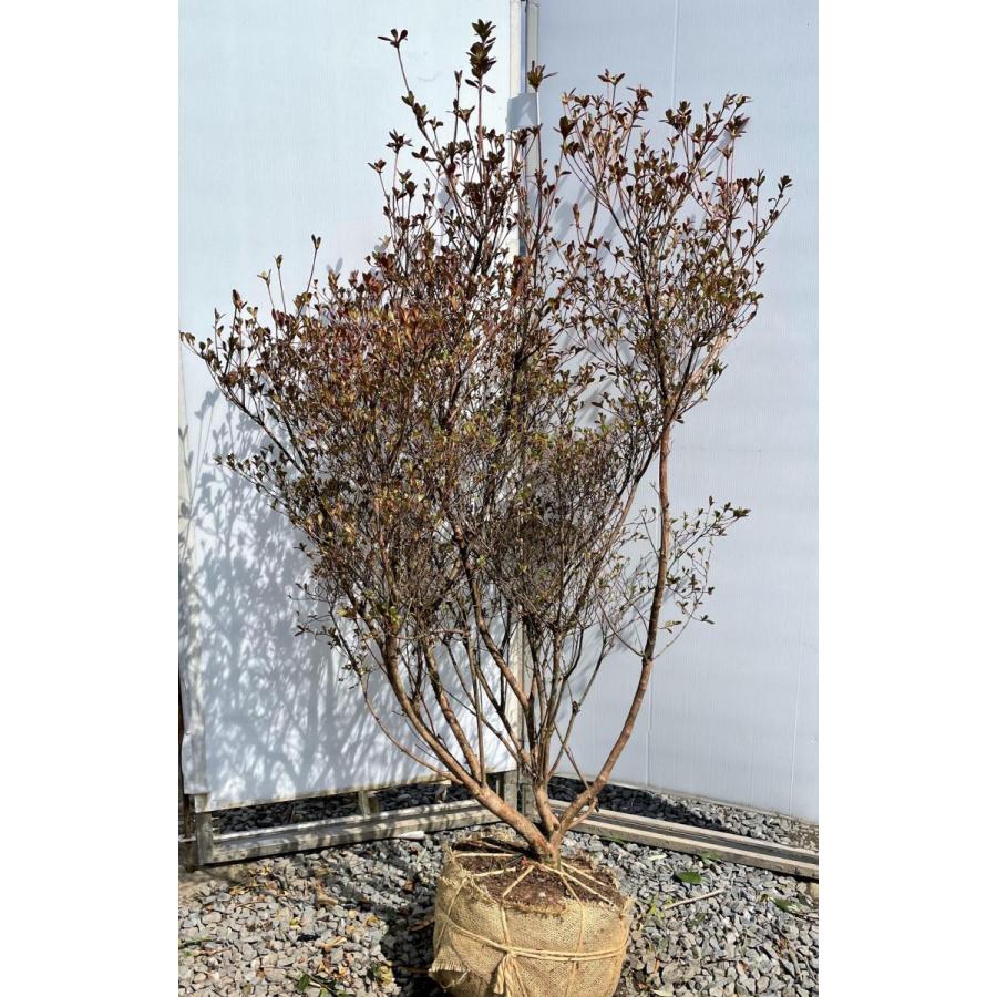 本霧島ツツジ 6本株立ち 約1.6m 現品発送 豪華株 特大植木苗木大苗