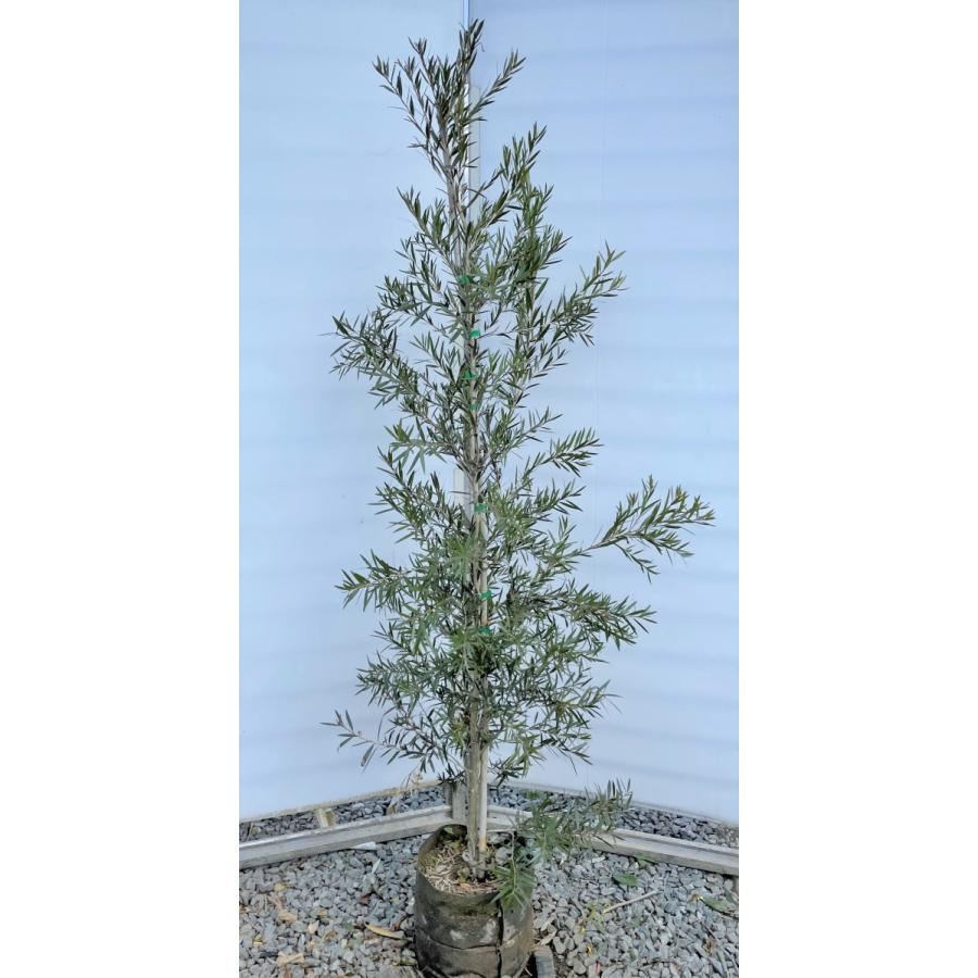 ブラシの木 ドーソンリバー 約1.8m 現品発送 1本株 特大植木苗木