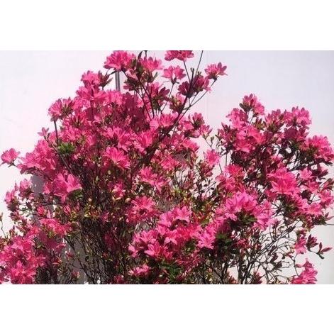 久留米ツツジ 花遊び ピンク花 約1.6m 株立ち 現品発送 豪華株 特大株