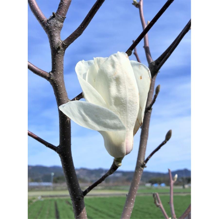 白木蓮 苗木 Www Vetrepro Fr