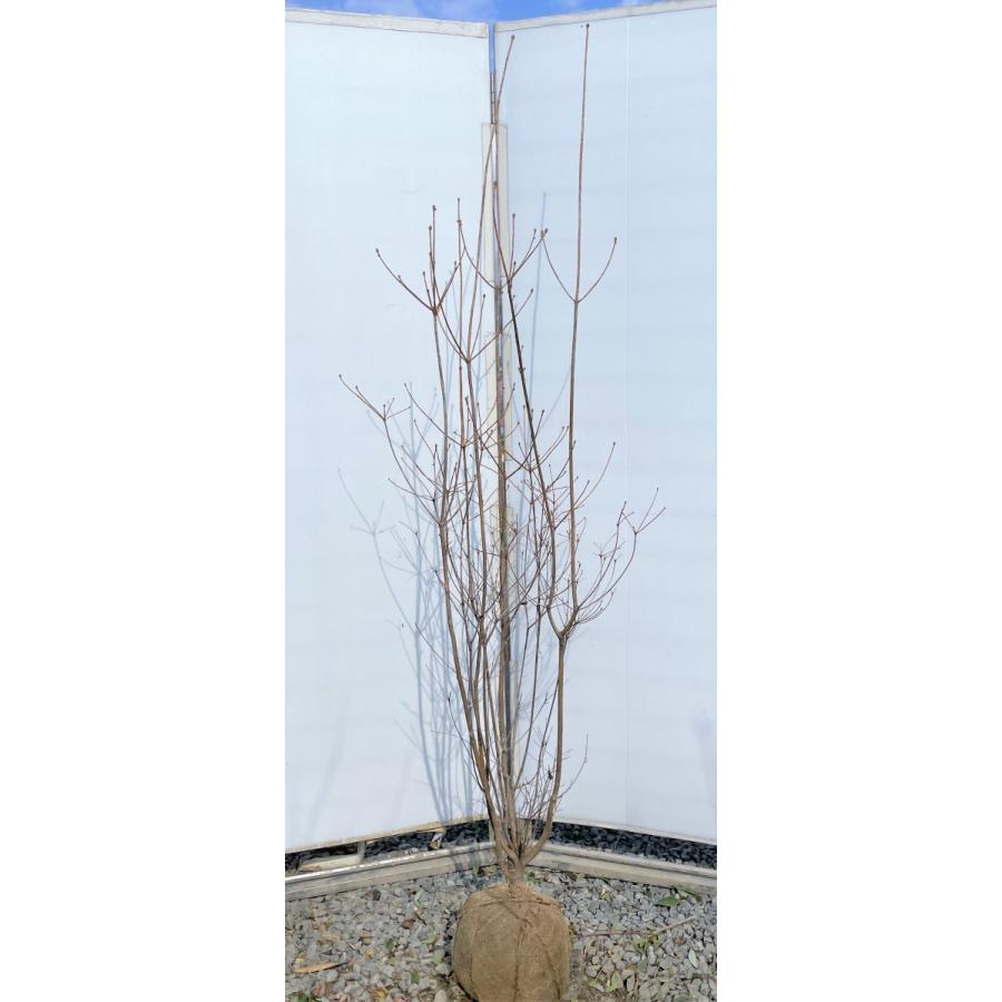 サラサドウダンツツジ 株立ち 約1 8m 現品発送 特大植木苗木 更紗ドウダンツツジ 更紗ドウダン躑躅 送料無料 sarasa1816k5 大福樹苗園 通販 Yahoo ショッピング