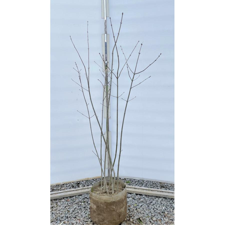 アオダモ　７本株立ち　約1.4m　現品発送　豪華株　特大株　植木苗木大苗　マルバアオダモ　丸葉アオダモ　落葉樹　シンボルツリー