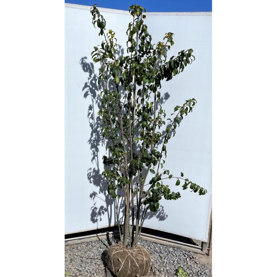 ソヨゴの木　６本株立ち　約1.9m　現品発送　美樹形株　特大株　植木苗木　赤い実が成る木　常緑樹　送料無料