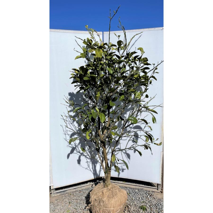 みかんの木　ザボン　晩白柚　約２ｍ　現品発送　超特大株　植木苗木大苗　バンペイユ　蜜柑の木　果樹　ミカンの苗木　送料無料