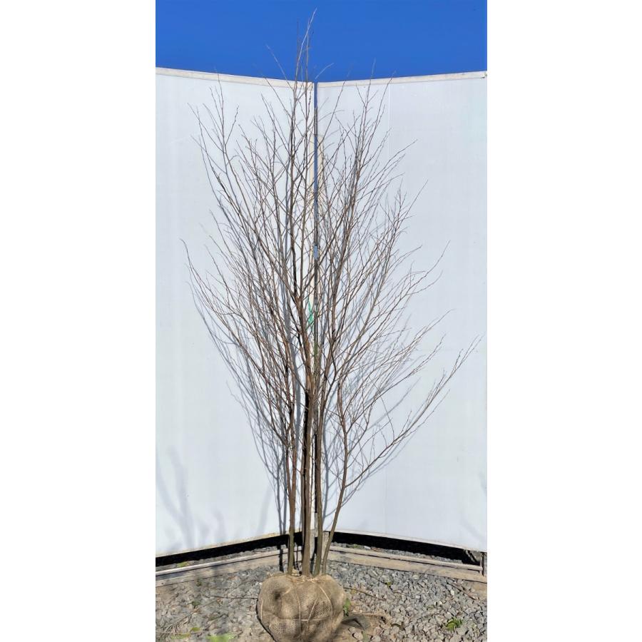 アオダモの木、高さ2メートル40センチ。写真の現品