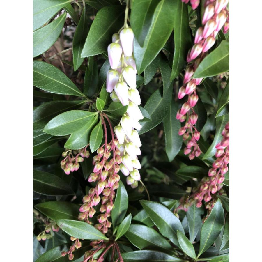 アセビ スプリングベル 株立ち 約1.3m 現品発送 特大株 植木苗木大苗