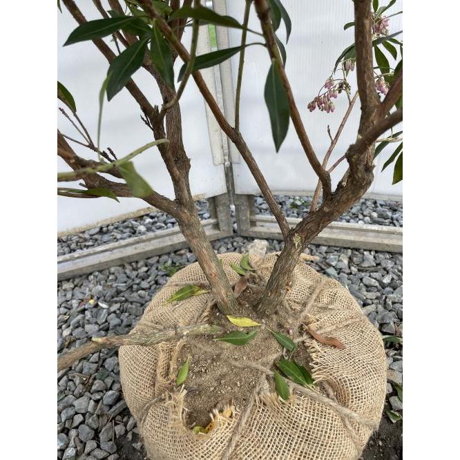 アセビ スプリングベル 株立ち 約1.3m 現品発送 特大株 植木苗木大苗