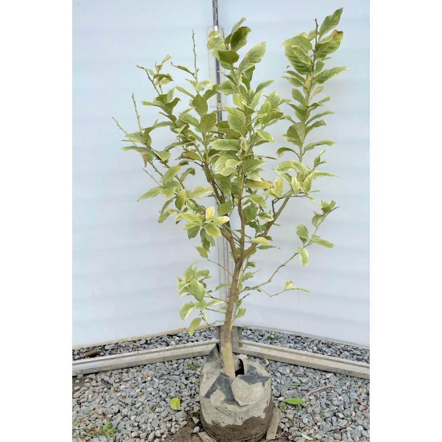 レモンの木　ピンクレモネード　約1.3ｍ　現品発送　植木苗木　班入り檸檬の木　ピンクレモン　送料無料