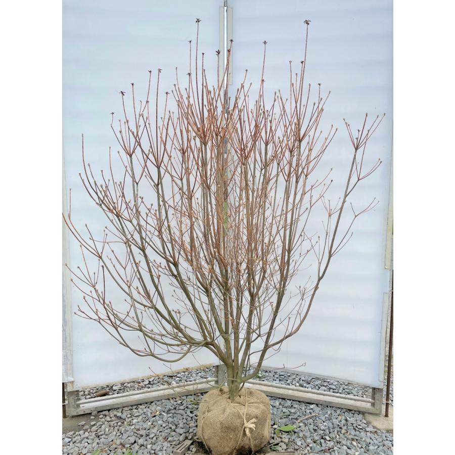 バー・ミツバの意味