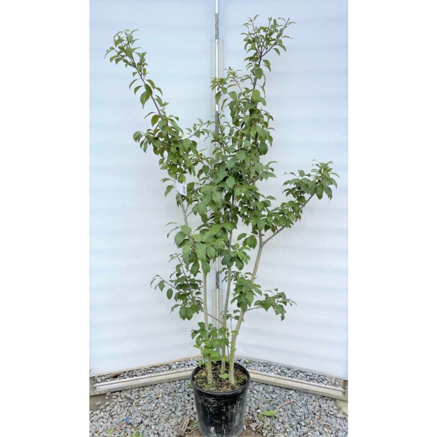 正規新品 鉢植えソヨゴの木 株立ち 約1 8m 現品発送 特大株 植木苗木大苗 赤い実が成る木 常緑樹 送料無料 値下げ情報 Ssl Daikyogo Or Jp