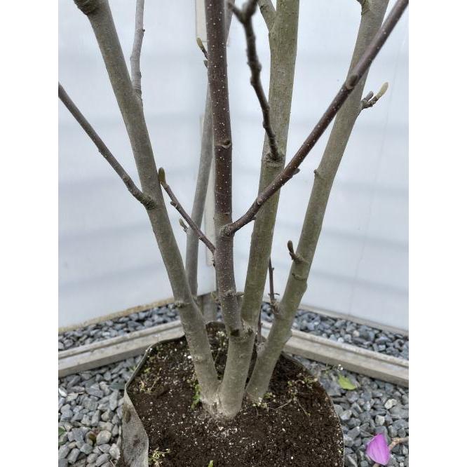 紫花モクレン アレキサンドリア 株立ち 約1.6m 現品発送 特大植木苗木