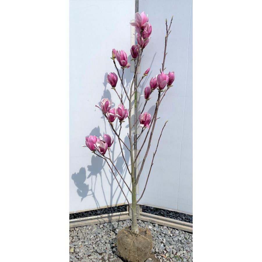 紫花モクレン アレキサンドリア 約1.3m 現品発送 特大植木苗木 赤紫
