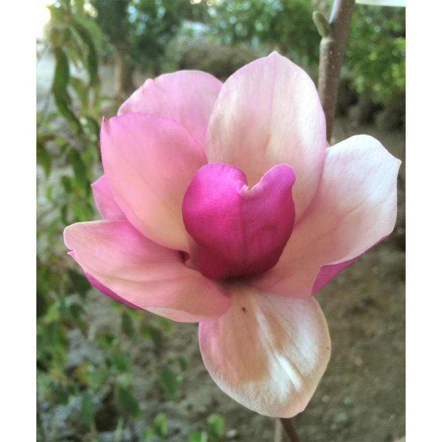 ①*:ஐかなり濃い黒紫花*:ஐ接木・マグノリア・モクレン・苗木【紫モクレン】4号 紫花モクレン アレキサンドリア 約1.3m 現品発送 特大植木苗木 赤紫