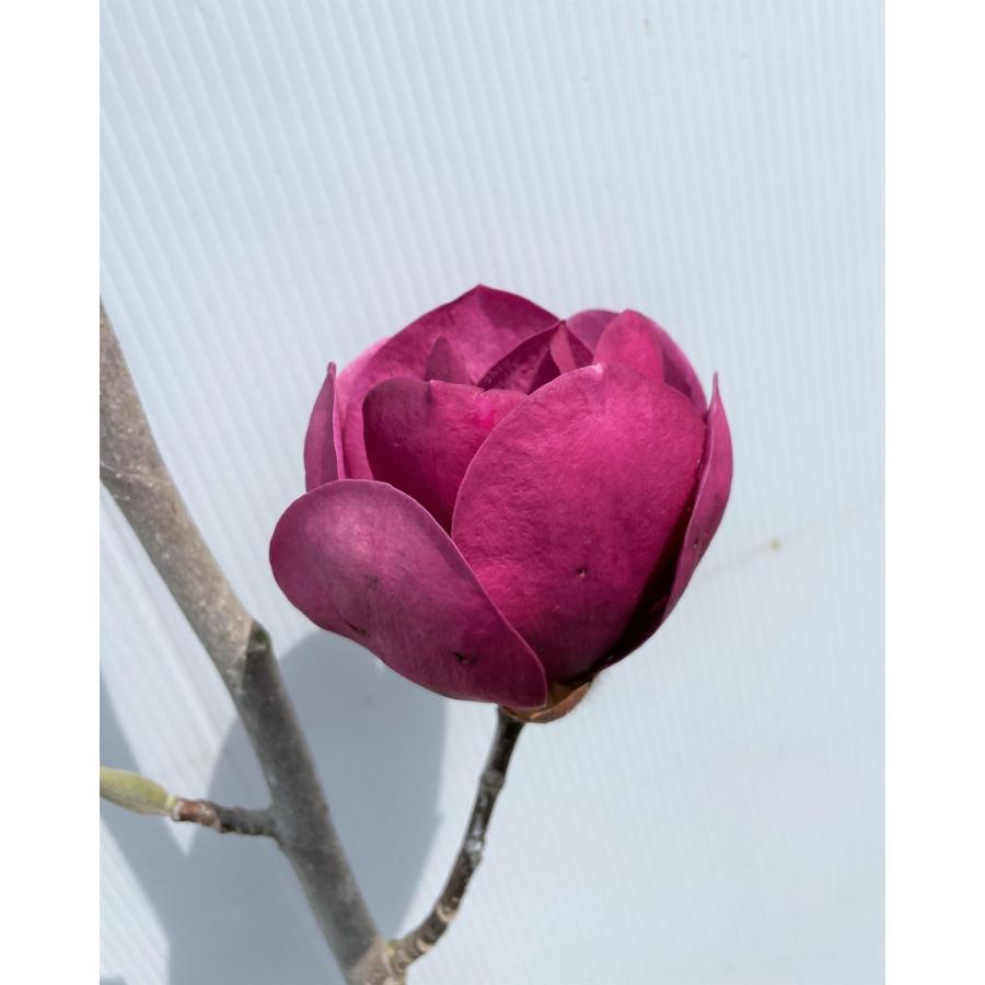 希少種紅花モクレン ブラックチューリップ 約1.5m 現品発送 特大株