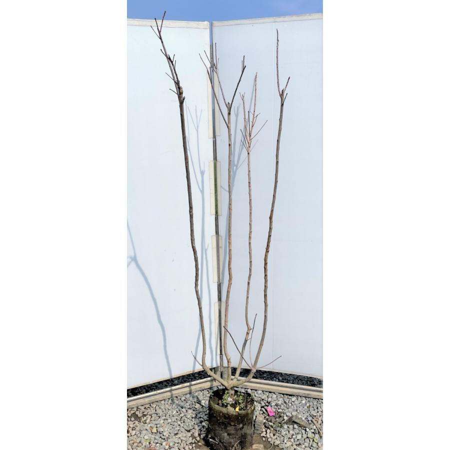 スモークツリー　フレーム　株立ち　約1.9ｍ　現品発送　特大株　植木苗木大苗　ケムリノキ　ケムリの木　煙の木　送料無料