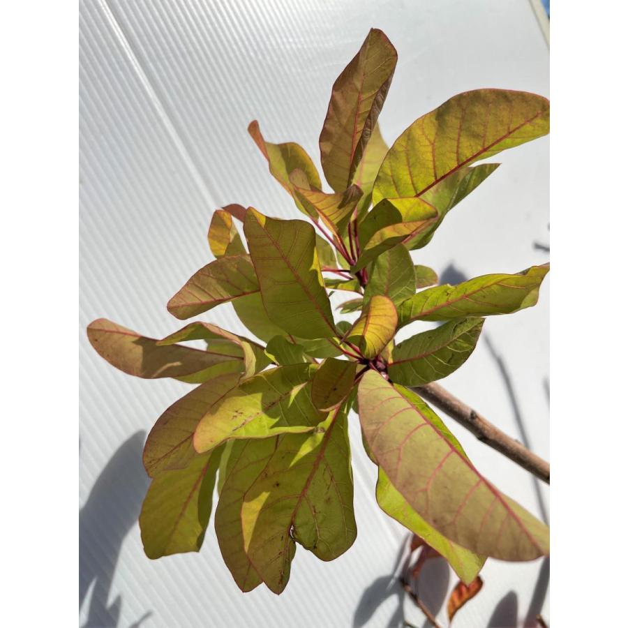 スモークツリー　フレーム　株立ち　約1.9ｍ　現品発送　特大株　植木苗木大苗　ケムリノキ　ケムリの木　煙の木　送料無料 