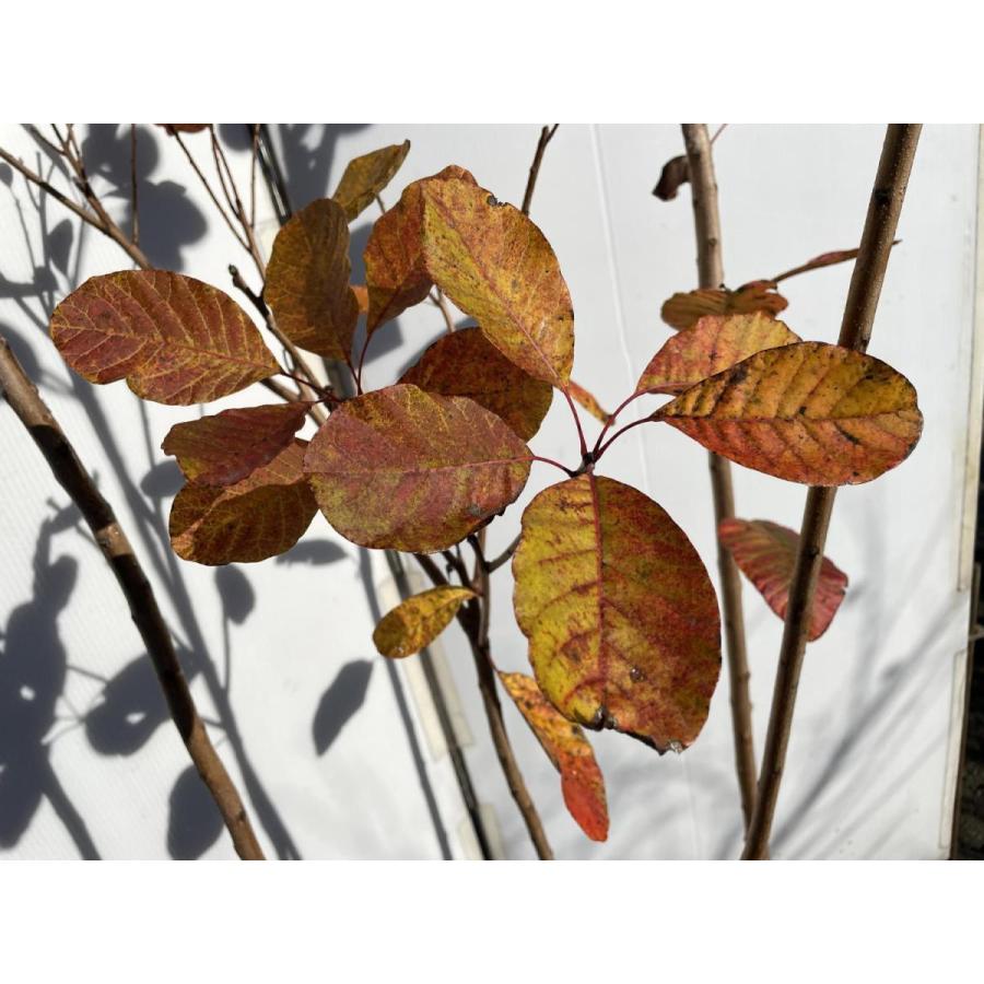 スモークツリー　フレーム　株立ち　約1.9ｍ　現品発送　特大株　植木苗木大苗　ケムリノキ　ケムリの木　煙の木　送料無料 