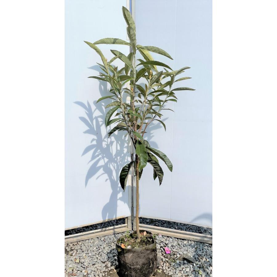 種苗登録ビワの木　BN21号　約1.4ｍ　現品発送　特大植木苗木　大苗果樹　大実琵琶の木　早生ビワ　送料無料(12337円)