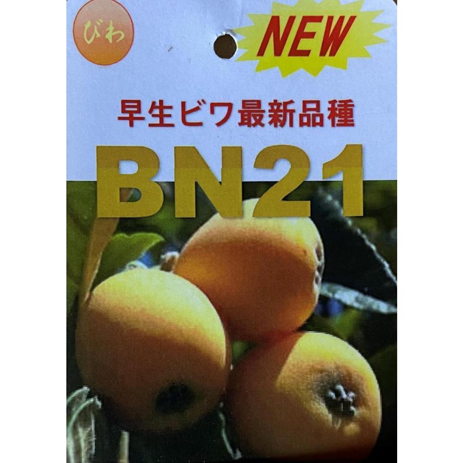 種苗登録ビワの木　BN21号　約1.4ｍ　現品発送　特大植木苗木　大苗果樹　大実琵琶の木　早生ビワ　送料無料 