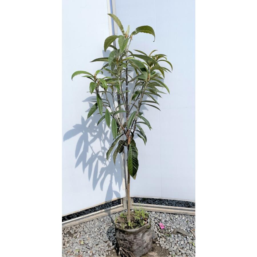 種苗登録ビワの木　BN21号　約1.5ｍ　現品発送　特大植木苗木　大苗果樹　大実琵琶の木　早生ビワ　送料無料(12987円)