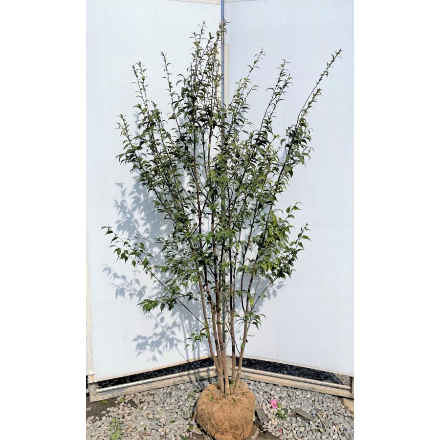 ハイノキ 5本株立ち 約1.8m 現品発送 特大植木苗木大苗 灰の木 常緑樹 シンボルツリー 送料無料 : 大福樹苗園 - 通販 ...