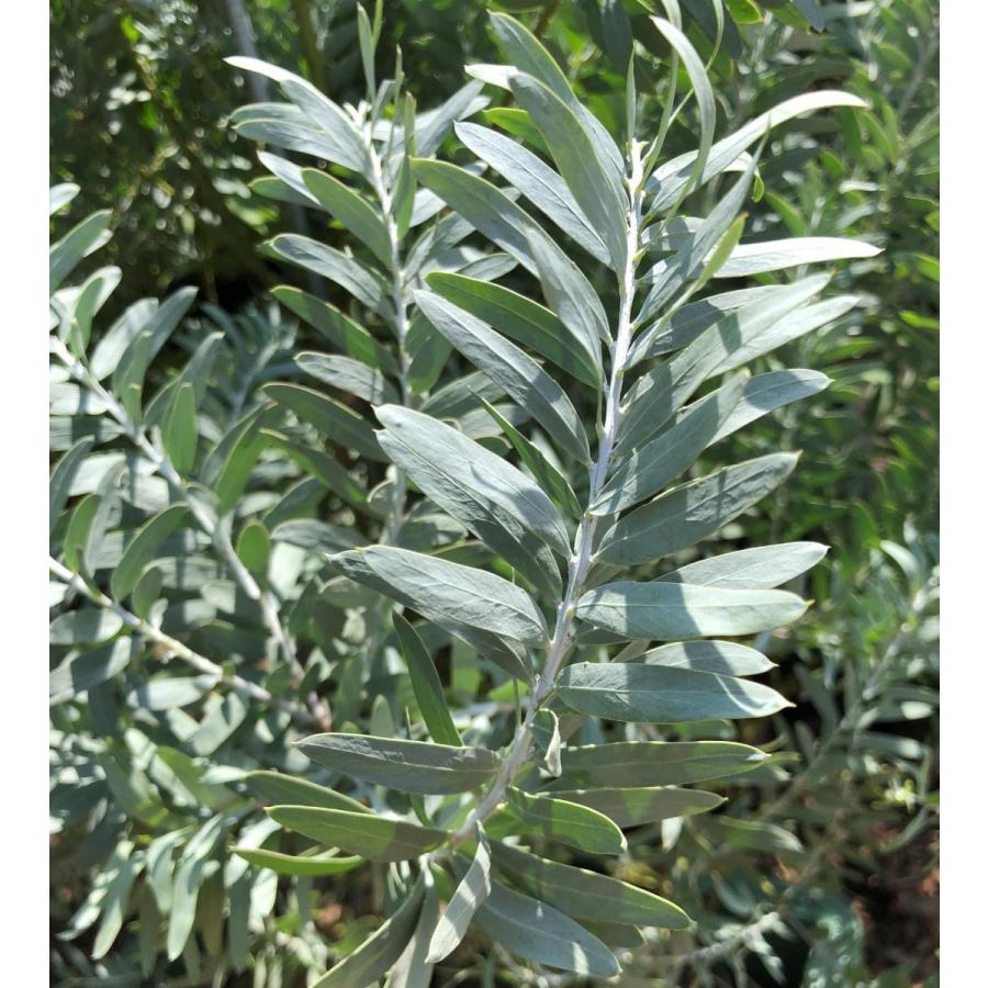 コベニーアカシア　ブルーブッシュ　約1.7ｍ　現品発送　特大株　植木苗木大苗　ドラゴンテイル　青葉のアカシア　常緑樹　送料無料 