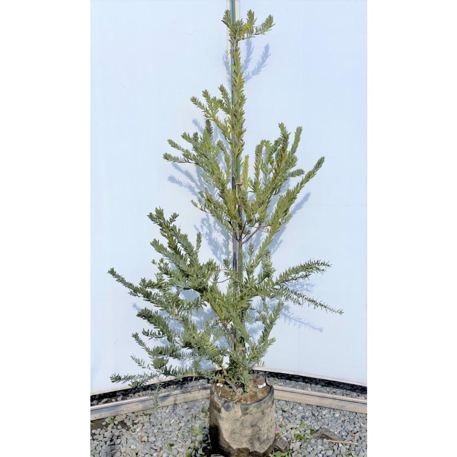 コベニーアカシア　ブルーブッシュ　約1.7ｍ　現品発送　特大株　植木苗木大苗　ドラゴンテイル　青葉のアカシア　常緑樹　送料無料