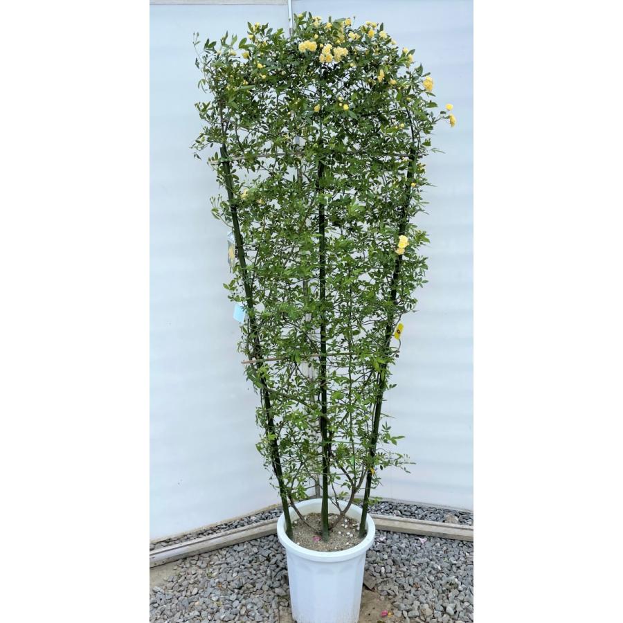 お取扱店 鉢植え黄花モッコウバラ タワー仕立て 約180cm 現品発送 特大株大苗木 木香薔薇 モッコウ薔薇 常緑樹 送料無料 純正お買い得 Ssl Daikyogo Or Jp