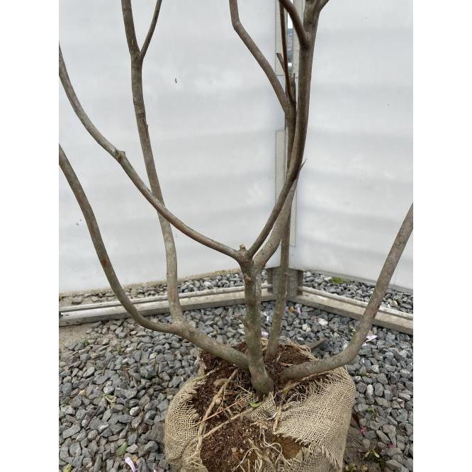 オンツツジ 株立ち 約1.6m 現品発送 オレンジ花のミツバツツジ 超希少