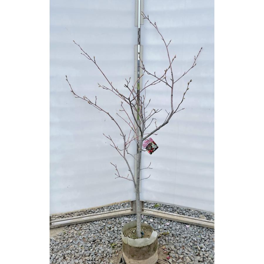 ジューンベリー　バレリーナ　約1.6ｍ　現品発送　大実品種　超特大株　ブルーベリーの様な果実　送料無料(12987円)