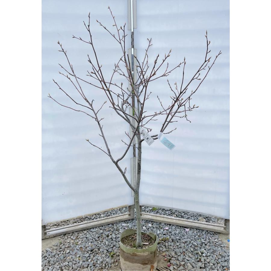 ジューンベリー　バレリーナ　約1.6ｍ　現品発送　大実品種　超特大株　ブルーベリーの様な果実　送料無料(12987円)