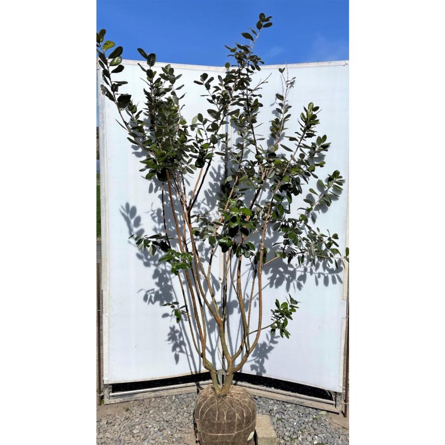 フェイジョア 株立ち 約2m 現品発送 特大株 植木苗木大苗 フェイジョア 株立ち 約2m 現品発送 特大株 植木苗木大苗