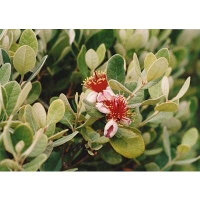 フェイジョア 株立ち 約2m 現品発送 特大株 植木苗木大苗 常緑樹 送料