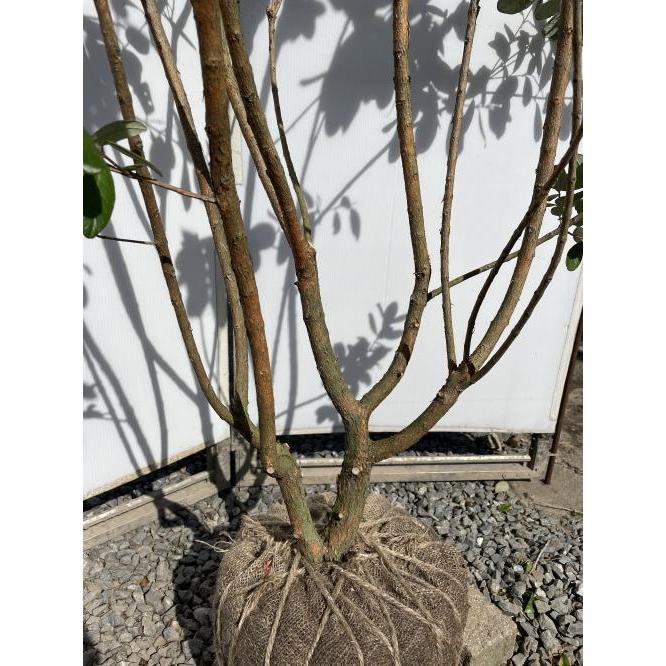 フェイジョア 株立ち 約2m 現品発送 特大株 植木苗木大苗 常緑樹 送料