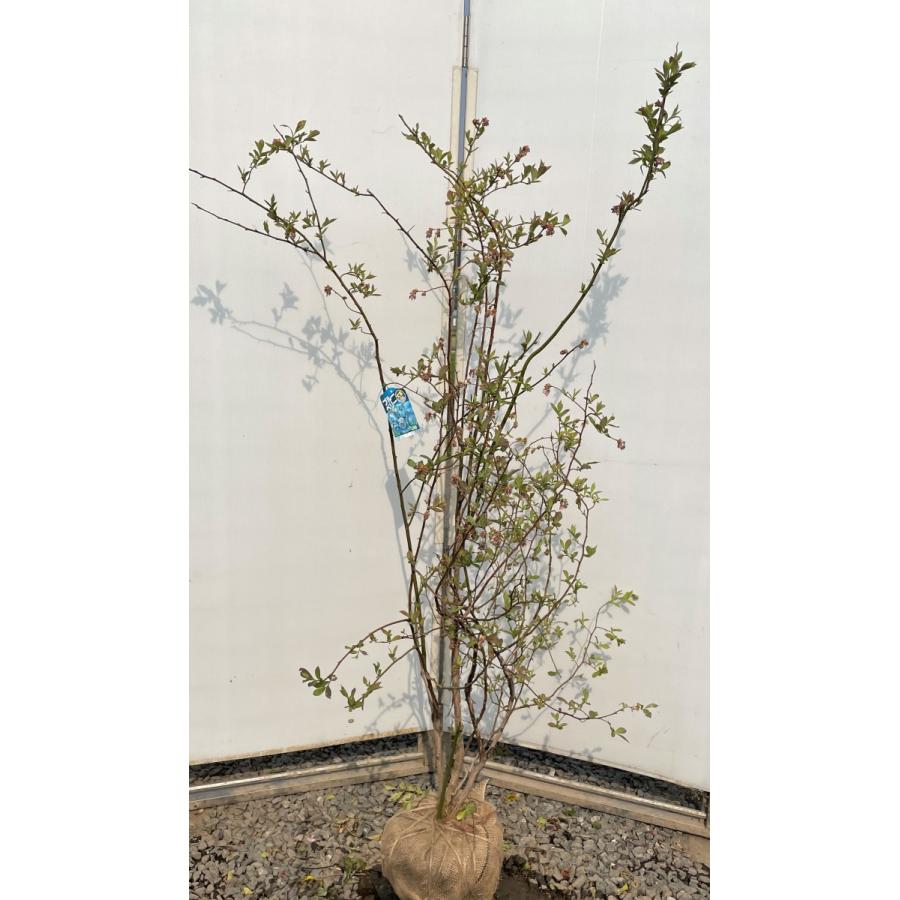 ブルーベリー　プレミア　株立ち　約1.7ｍ　特大植木苗木　大実品種　ラビットアイ系　シンボルツリー　送料無料(12337円)