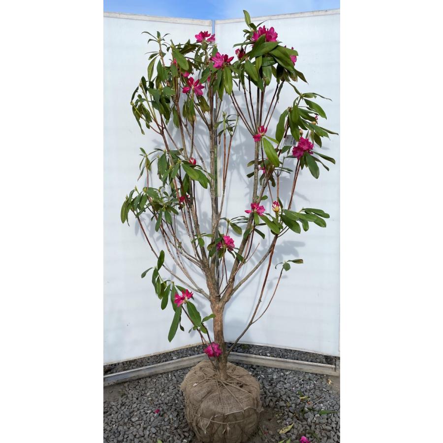 西洋シャクナゲ スーパーロディ 約1.8m 現品発送 特大株 植木