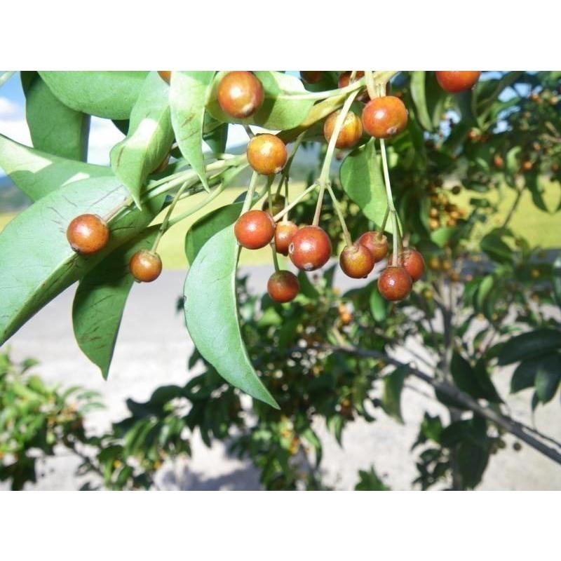 ソヨゴの木　６本株立ち　約1.9m　現品発送　美樹形株　特大株　植木苗木　赤い実が成る木　常緑樹　送料無料 