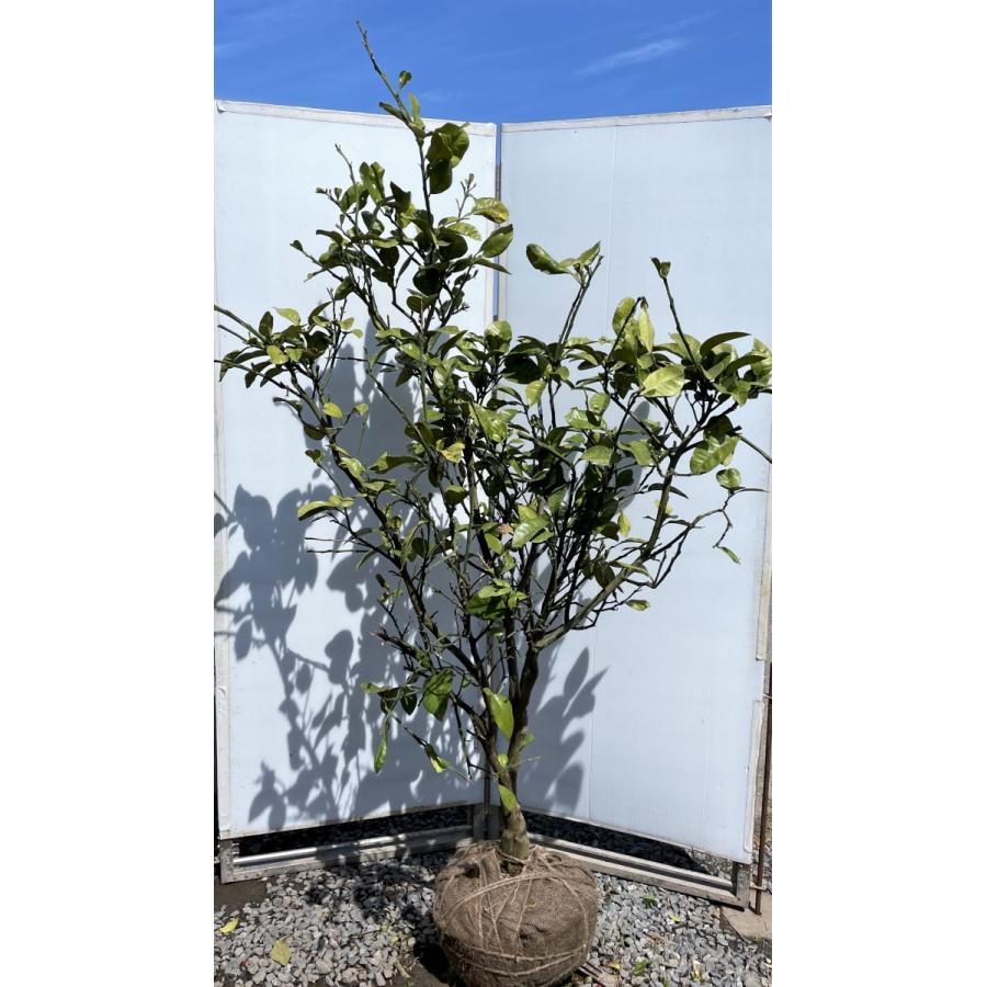 みかんの木　ザボン　晩白柚　約２ｍ　現品発送　超特大株　植木苗木大苗　バンペイユ　蜜柑の木　果樹　ミカンの苗木　送料無料(12402円)
